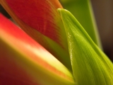 Tulipn-poup