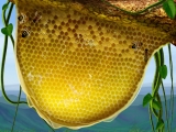 Včelí-plástev