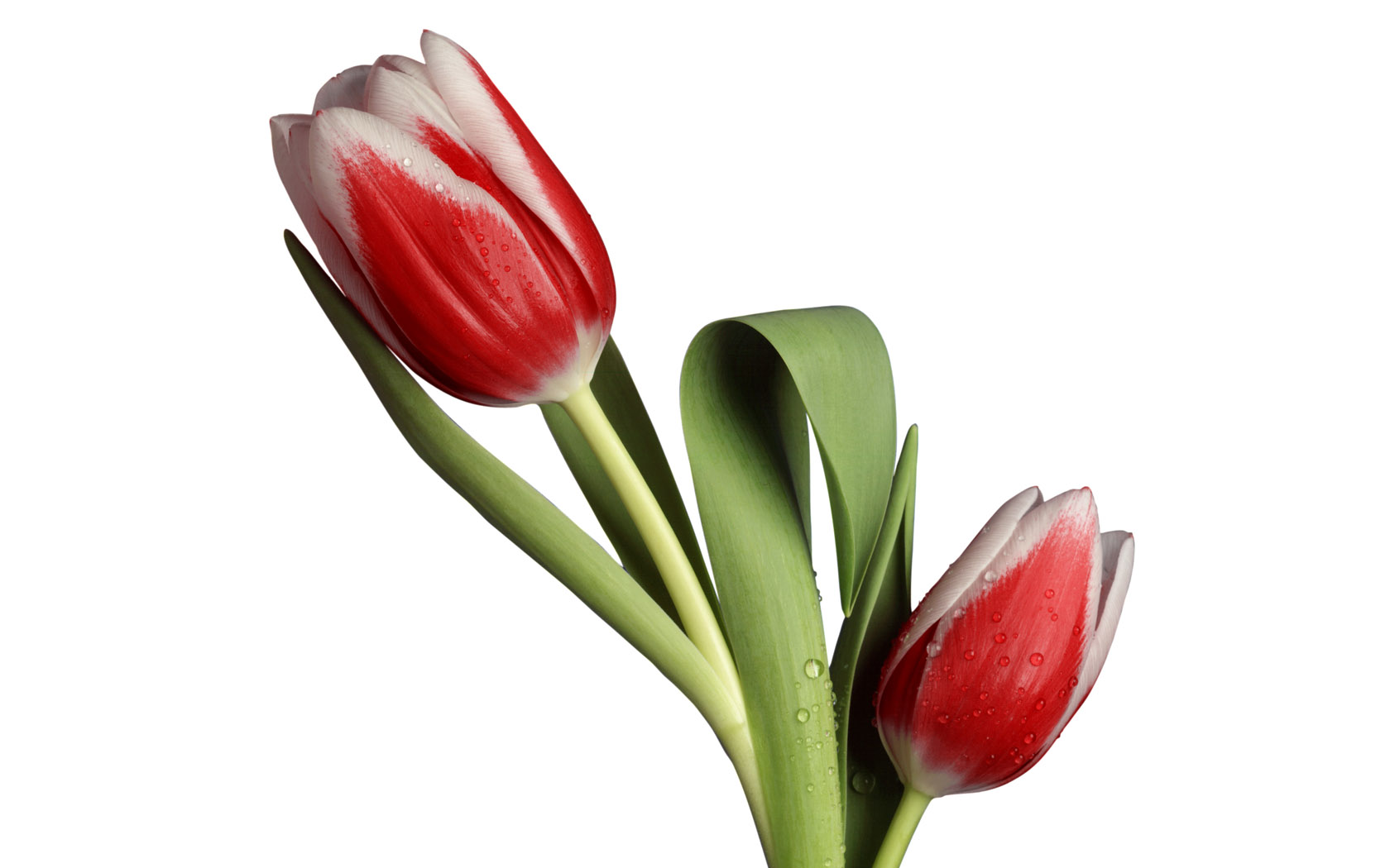 Tulip�n